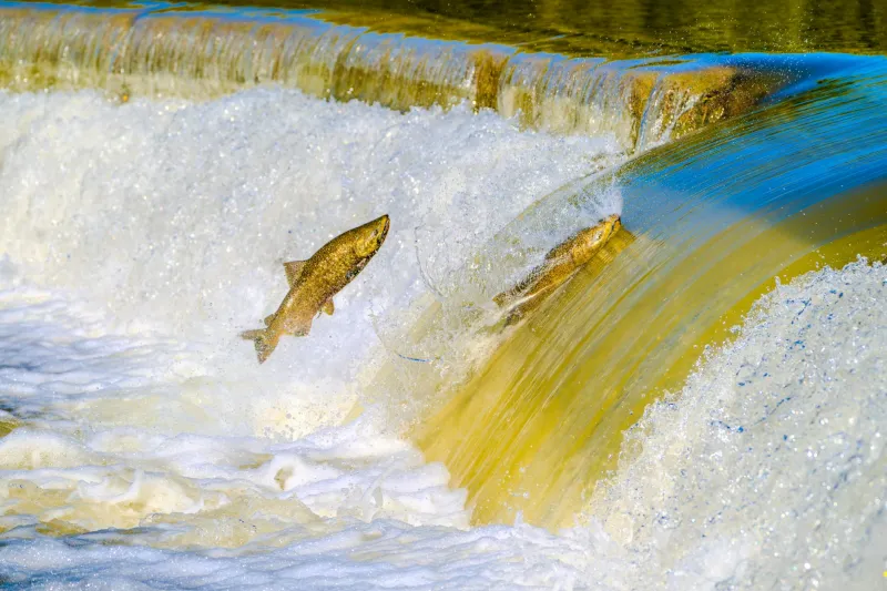 The River That Rose From Its Own Grave After a Century of Being Dead