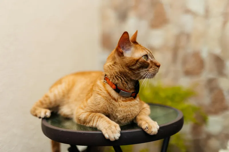 When Democracy Got Whiskers: The Alaskan Town That Made a Cat Their Political Leader